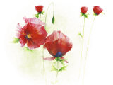 Red Poppies I Prints by Andrea Fontana Red Poppies I Prints by Andrea Fontana