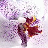 Orchid II Print by Mel Allen