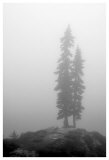 Two Trees on Mount Washington Impressão giclée premium por Shane Settle