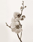 Orchids in Sepia Tones Posters av Jane Butler