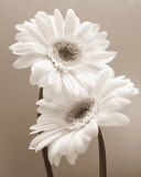 Two Daisies Affiche par Carol Sharp