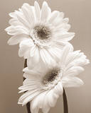 Two Daisies Kunstdrucke von Carol Sharp