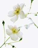 Shades in Nature Prints by Bryce Atwell