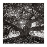 Under Camperdown Elm, Prospect Park Kunstdrucke von Henri Silberman