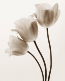 Composition with Three Tulips Póster por Tim Smith