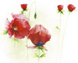 Red Poppies I Prints by Andrea Fontana