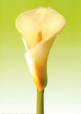 Green Callas Trilogy II Print by Inka Vogel