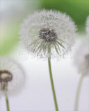 Blowballs II Print by Sara Deluca