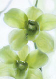 Orchid II Prints by Annemarie Peter-jaumann