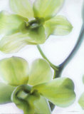 Orchid I Poster van Annemarie Peter-jaumann Orchid I Poster van Annemarie Peter-jaumann
