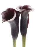 Zantedeschia Pósters por Ben Davies
