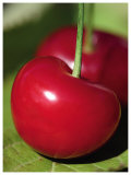 Bigarreau Cherries I Prints by Sara Deluca