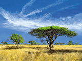 Kalahari Desert Láminas por Klaus Dietrich