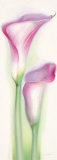 Pink Calla I Print by Annemarie Peter-jaumann Pink Calla I Print by Annemarie Peter-jaumann