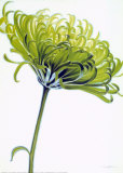 Green Chrysanthemum Poster par Annemarie Peter-jaumann