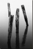 Four Pier Pilings Stretched Canvas Print by Shane Settle Four Pier Pilings Stretched Canvas Print by Shane Settle