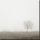 Tree and Fence II Stretched Canvas Print by Shane Settle