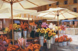 Campode Fiori Print by Jan McLaughlin Campode Fiori Print by Jan McLaughlin
