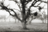Oak Tree in the Fog Stretched Canvas Print by Shane Settle Oak Tree in the Fog Stretched Canvas Print by Shane Settle