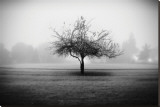 Playground Tree Stretched Canvas Print by Shane Settle Playground Tree Stretched Canvas Print by Shane Settle