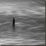 Stump at Gold Beach Stretched Canvas Print by Shane Settle