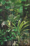 San Isidro Cloud Forest Reproduction transférée sur toile : par Pamela Jablonski
