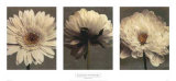 Daisy and Dahlia Art by Dianne Poinski
