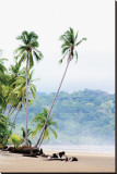 Costa Rica Palms Stretched Canvas Print by Shane Settle Costa Rica Palms Stretched Canvas Print by Shane Settle