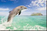 Dolphin Leaping Stretched Canvas Print Dolphin Leaping Stretched Canvas Print