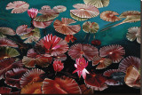 Red Water Lilies Stretched Canvas Print by Pamela Jablonski Red Water Lilies Stretched Canvas Print by Pamela Jablonski