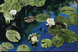 White Water Lillies Reproduction transférée sur toile : par Pamela Jablonski