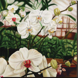 Moth Orchid Stretched Canvas Print by Pamela Jablonski