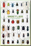 Beetles Stretched Canvas Print
