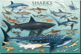 Sharks Stretched Canvas Print