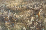 Peaceful Place Prints by Duane Geisness
