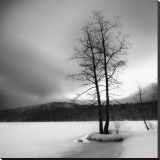 Lake of Woods Tree I Stretched Canvas Print by Shane Settle Lake of Woods Tree I Stretched Canvas Print by Shane Settle