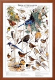 Birds of the Garden Winter II Prints