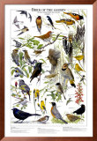 Birds of the Garden Summer Poster