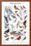 Birds of the Garden Winter I Prints