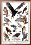 Birds of Prey I Print