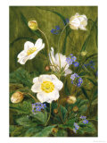 Anemones and Forget-Me-Nots Reproduction procédé giclée par Maria Krabbe