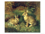 Coelhos Impressão giclée por Henry Carter
