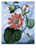 The Winged Passion Flower Giclee Print by Sydenham Teast Edwards