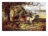 Deer in the Shade Giclée-Druck von Joseph Denovan Adam