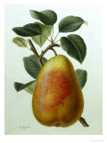 Study of a Pear reproduction procédé giclée par Adrienne Faguet