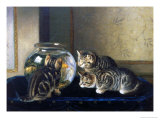 Three Kittens Watching Goldfish reproduction procédé giclée par Horatio Henry Couldery