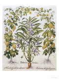 Balsamina Foemina Giclee-trykk av Basilius Besler Balsamina Foemina Giclee-trykk av Basilius Besler