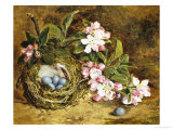 Apple Blossom and a Bird's Nest Giclee Print by H. Barnard Grey