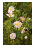 Wild Roses Giclee Print by Maria Krabbe