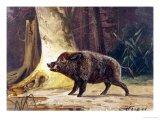 Study of a Fierce Boar in the Forest Lámina giclée por Theodore Kiellerup